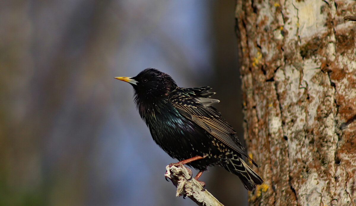 Скворец - краснов юрий 