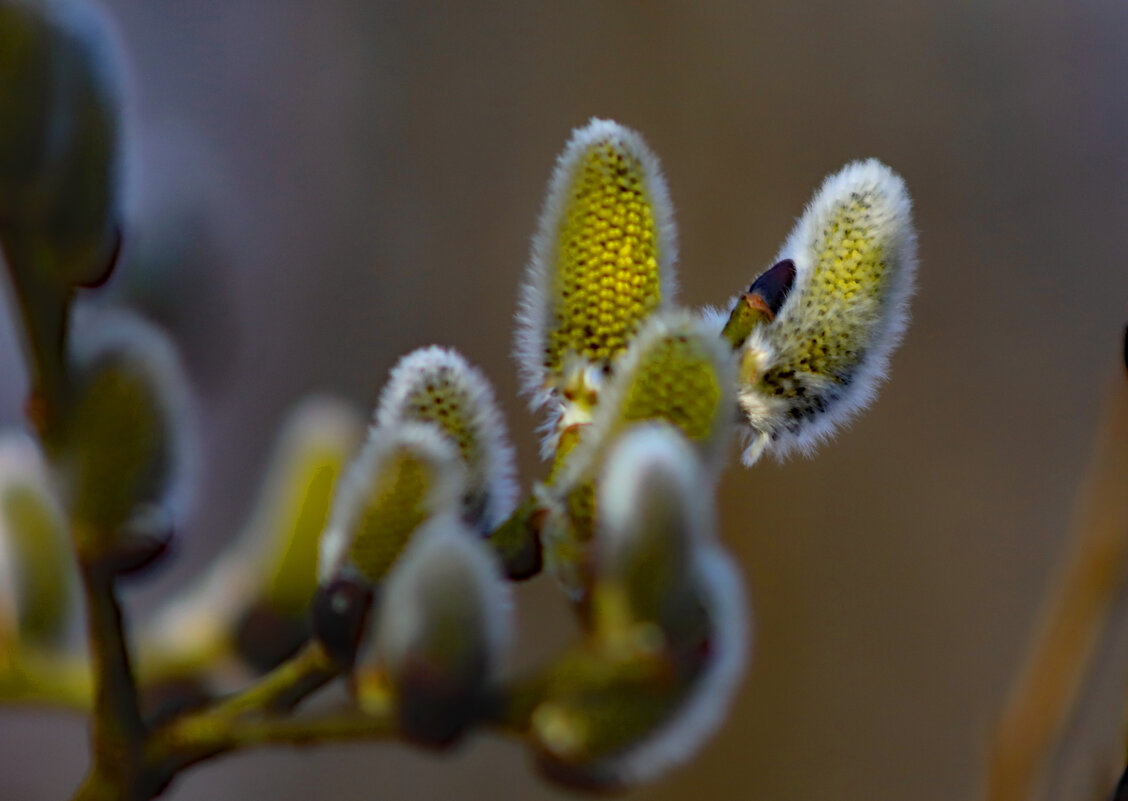 Апрель - краснов юрий 