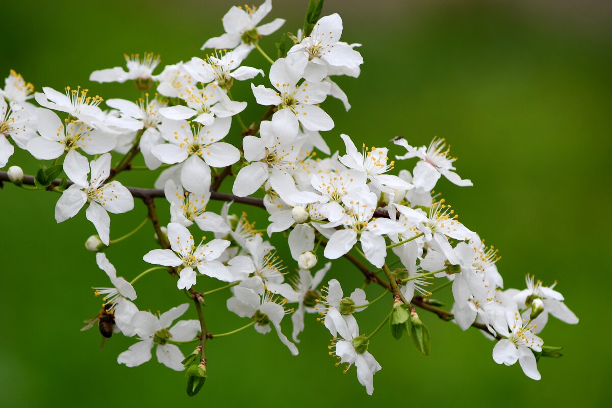 Цветы алычи - Татьяна Евдокимова Цветы алычи - Татьяна Евдокимова