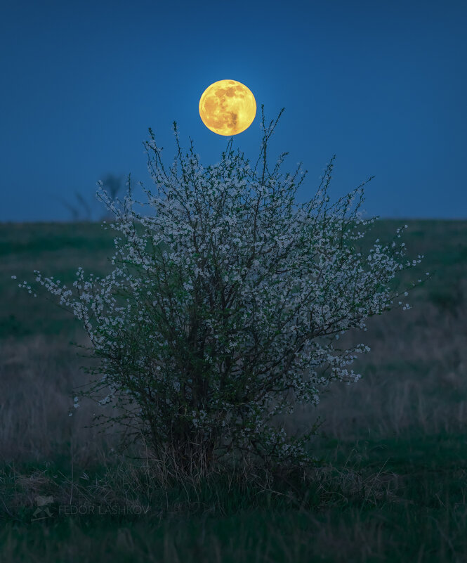 Созерцание - Фёдор. Лашков