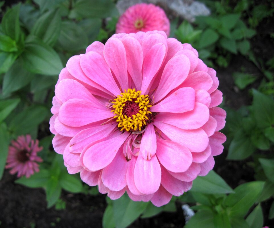 Циния. - Ирина *** Циния. - Ирина ***