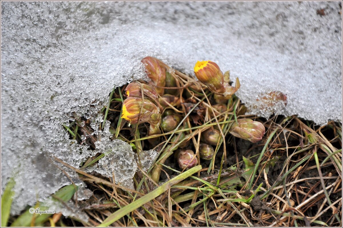 Мать-и-мачеха - Aquarius - Сергей Мать-и-мачеха - Aquarius - Сергей