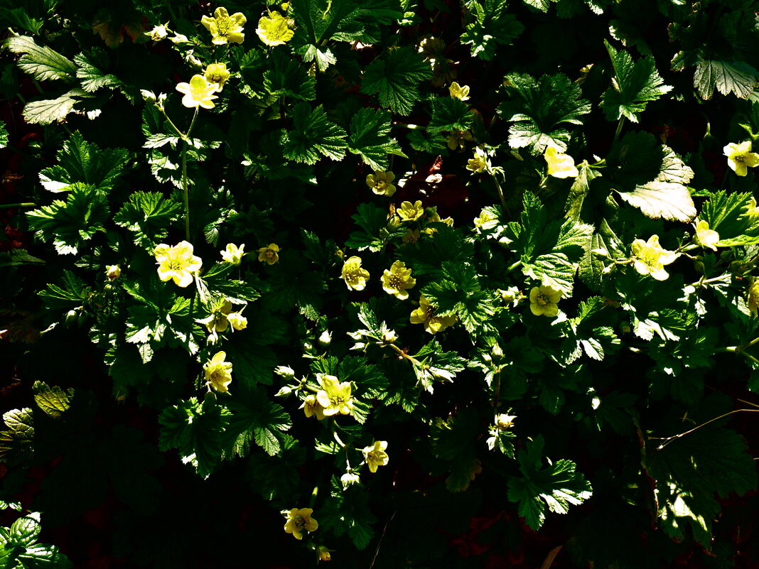 Весенние зарисовки 81 - Алексей Кузнецов