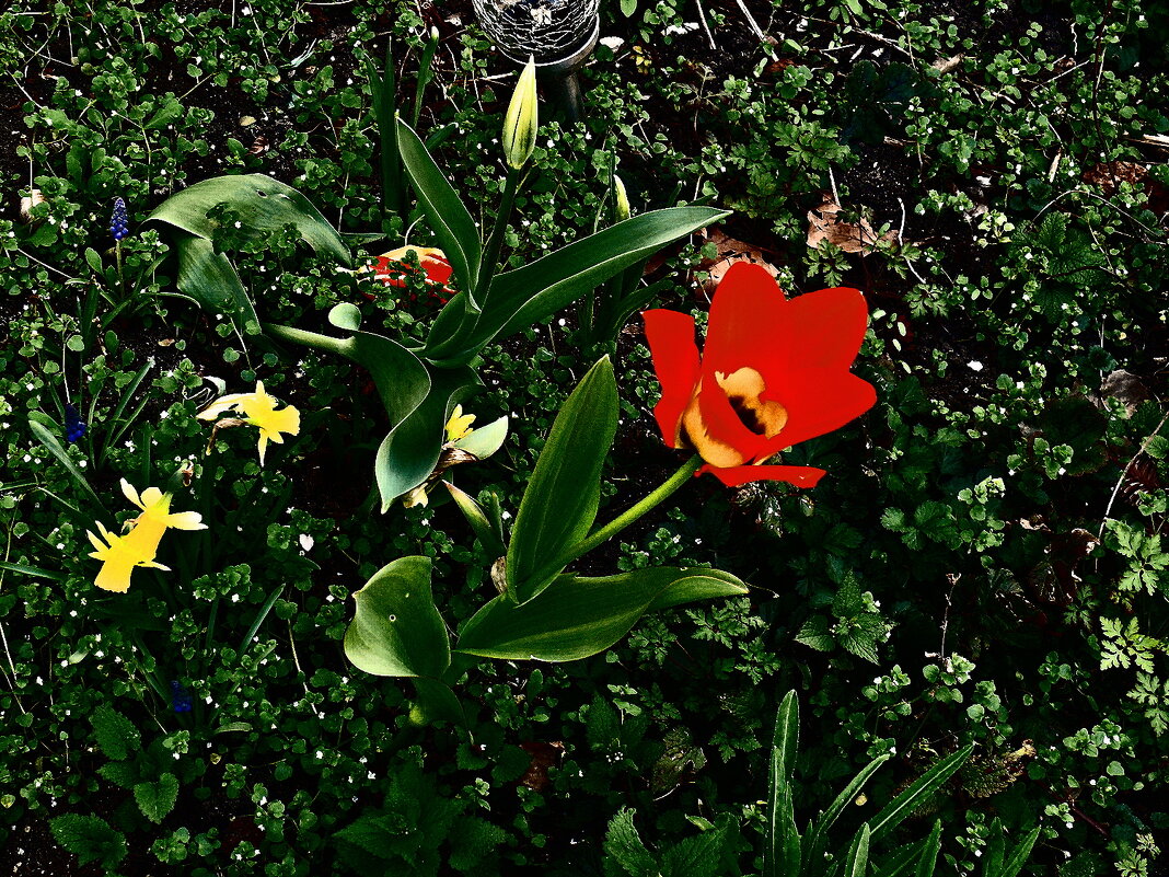 Весенние зарисовки 85 - Алексей Кузнецов