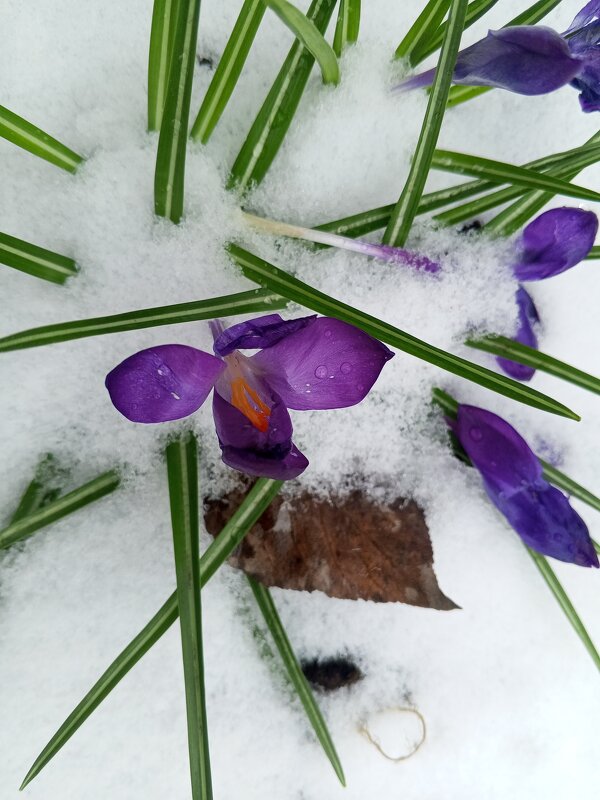 Крокус - Сапсан 