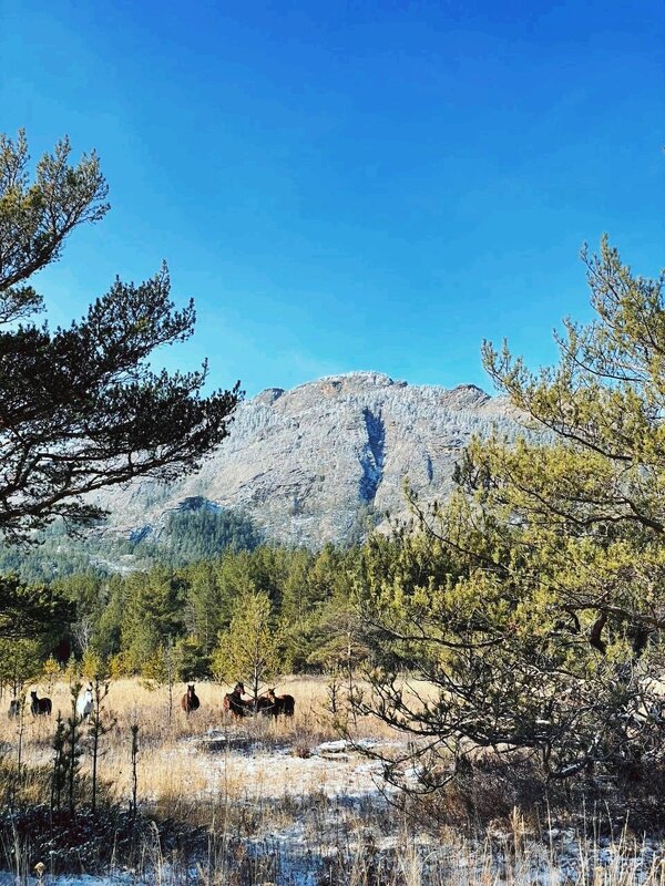 Встреча в лесу - Георгиевич 