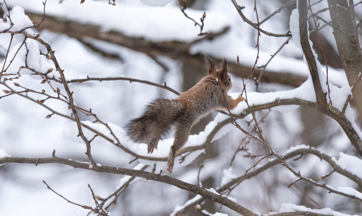 *** - Владимир Безбородов *** - Владимир Безбородов