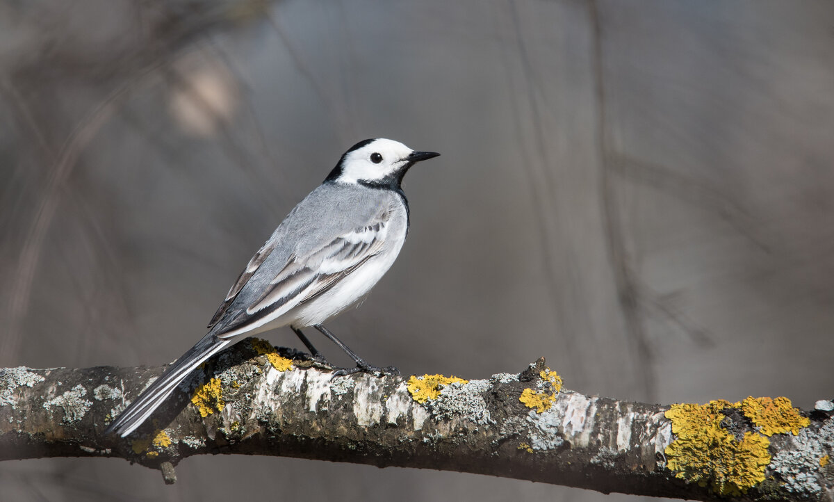 Трясогузка. - Владимир Безбородов Трясогузка. - Владимир Безбородов