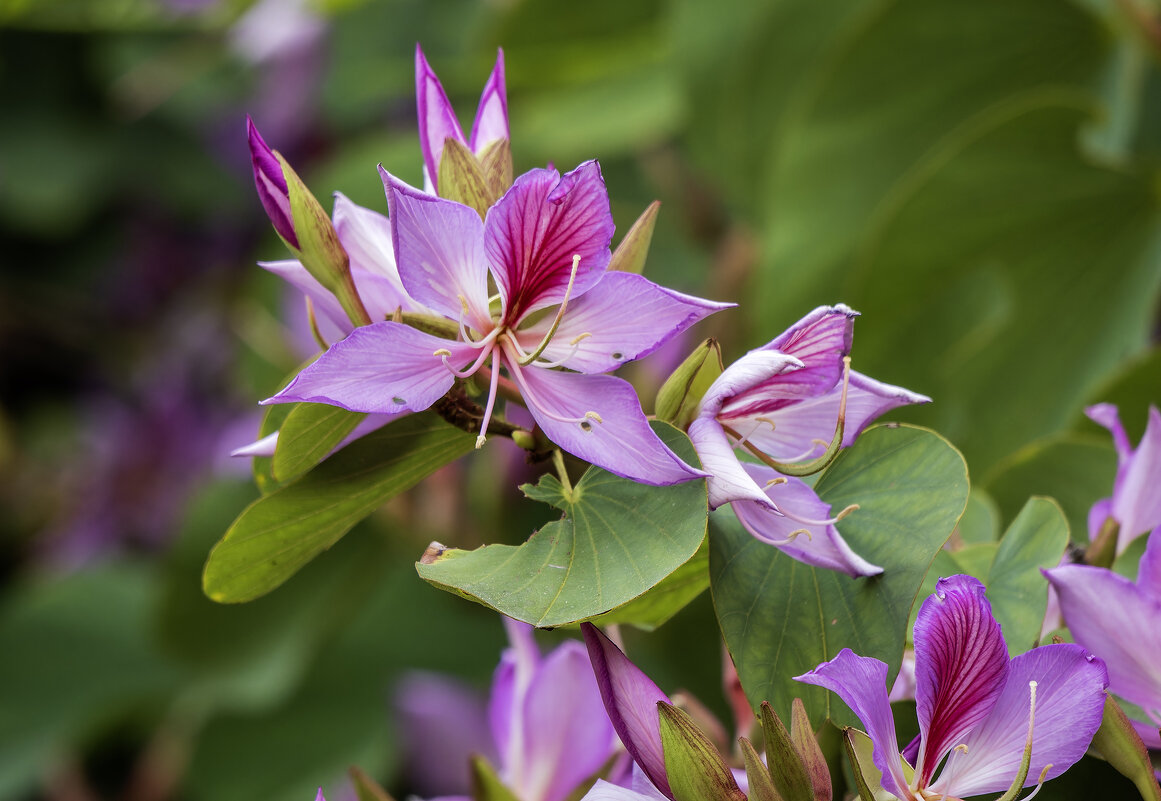 Баугиния Блейка. - Alexander Amromin