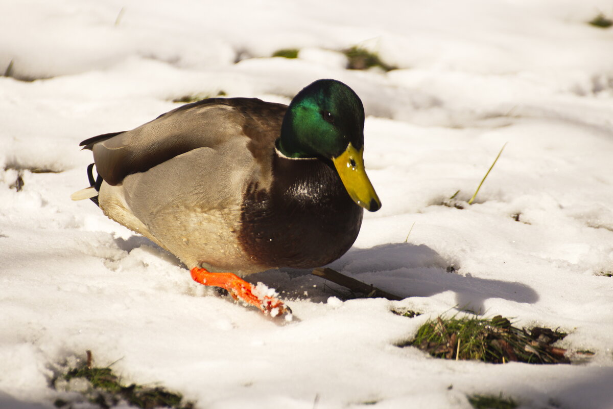Посижу, отдохну. - Владимир Зырянов Посижу, отдохну. - Владимир Зырянов