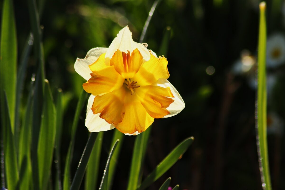 Доброе утро - Юрий. Шмаков