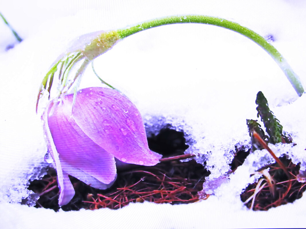 Поник красавчик - Людмила Смородинская Поник красавчик - Людмила Смородинская