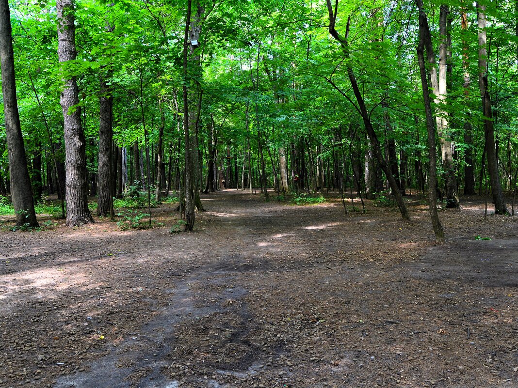 Чебоксары. Поляна в западной части рощи Гузовского. - Пётр Чернега Чебоксары. Поляна в западной части рощи Гузовского. - Пётр Чернега