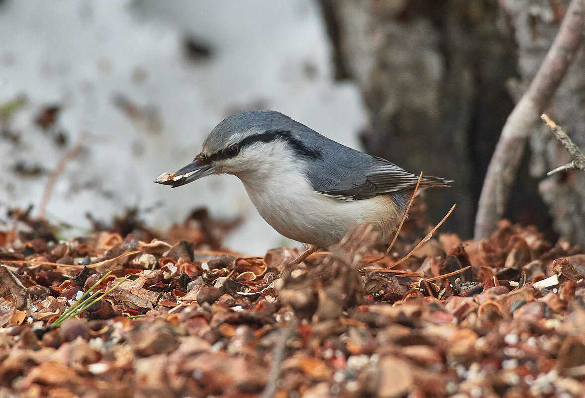 У кармушки - Игорь Шабалин