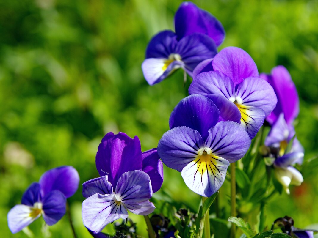 Анютины глазки - Сергей Швечков