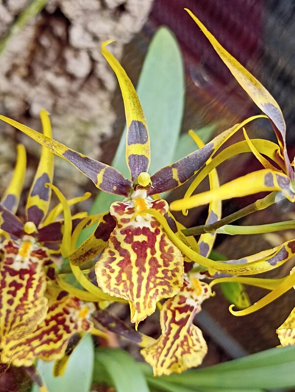 Наипрекраснейшие - Pippa 