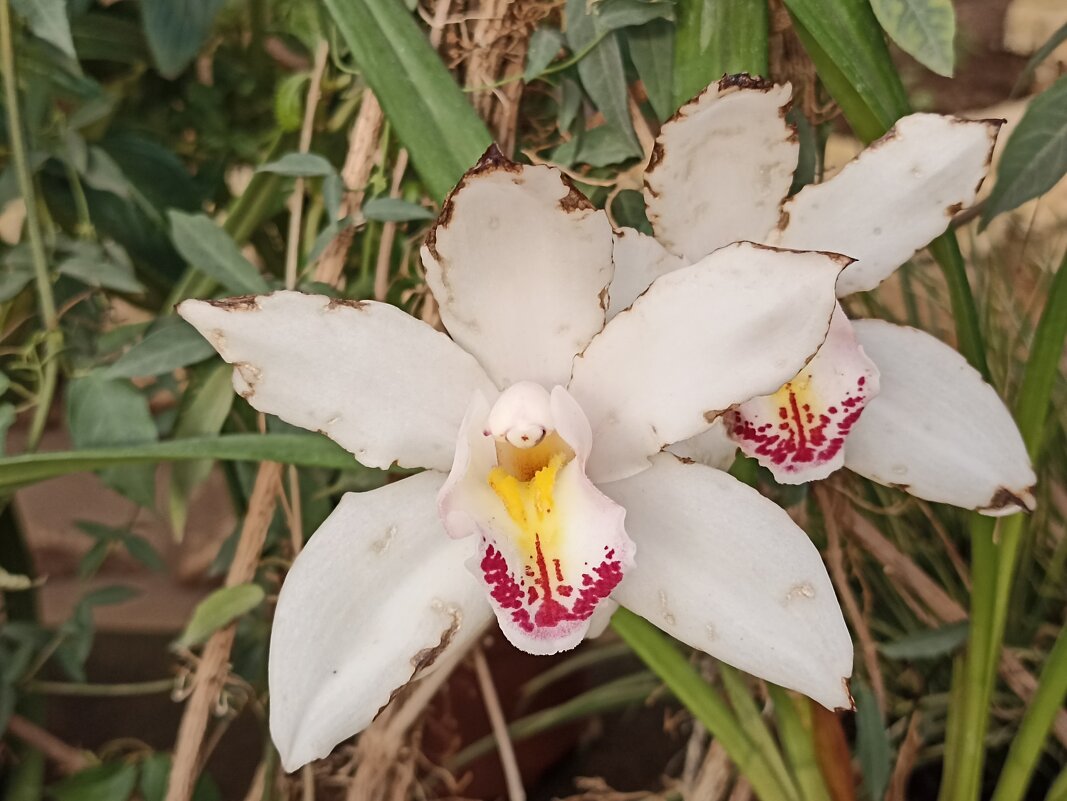 Наипрекраснейшие - Pippa 