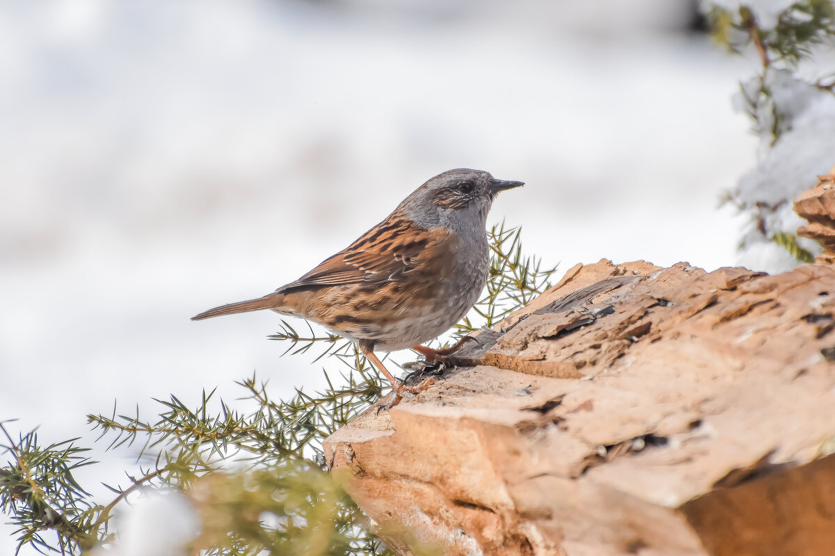 Лесная завирушка. - Sergey (Apg)