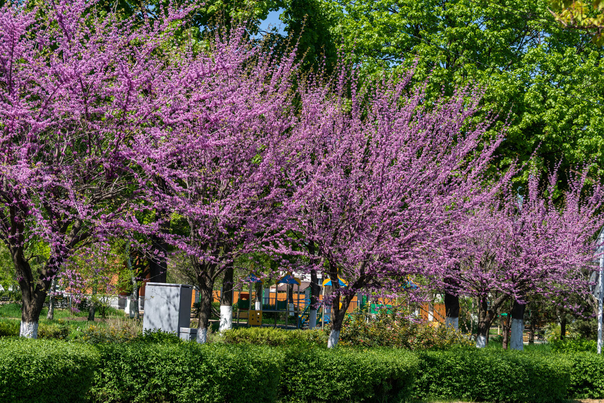 Багрянник европейский - Игорь Сикорский Багрянник европейский - Игорь Сикорский