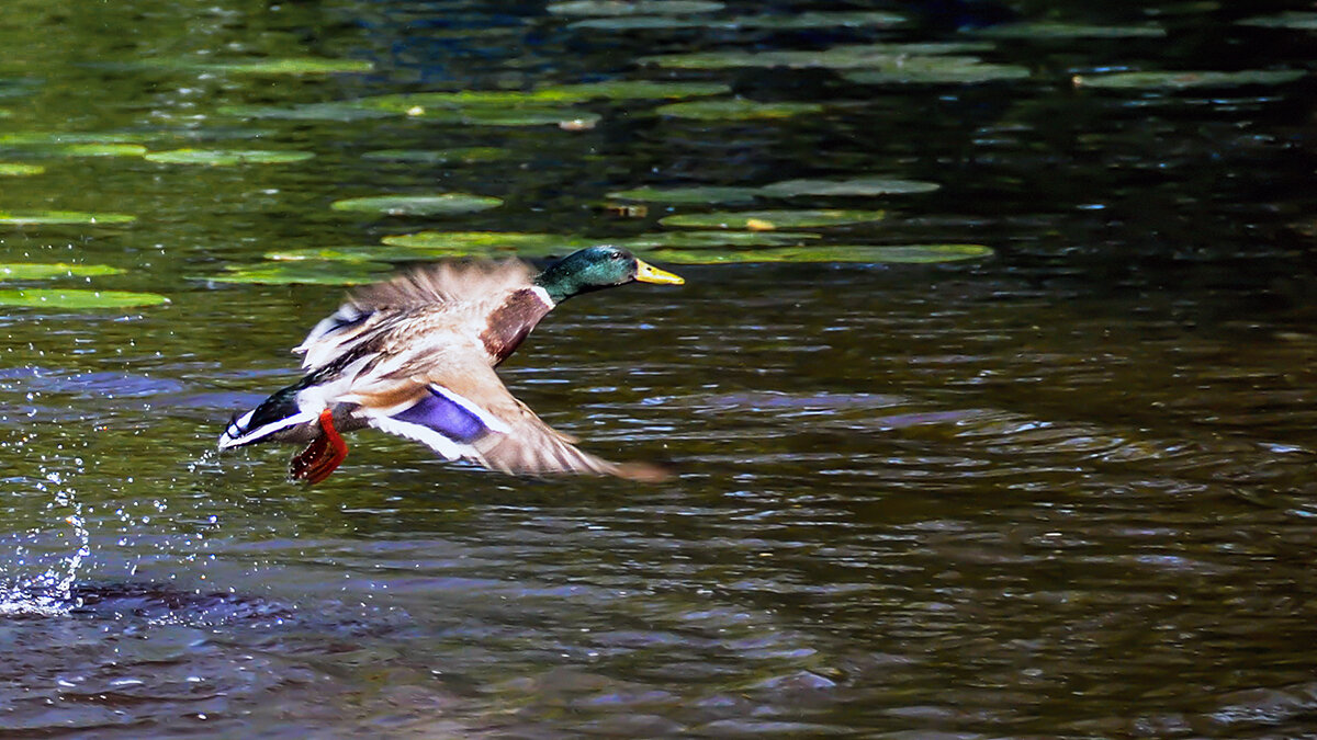 Утка в полёте - Alexandеr P