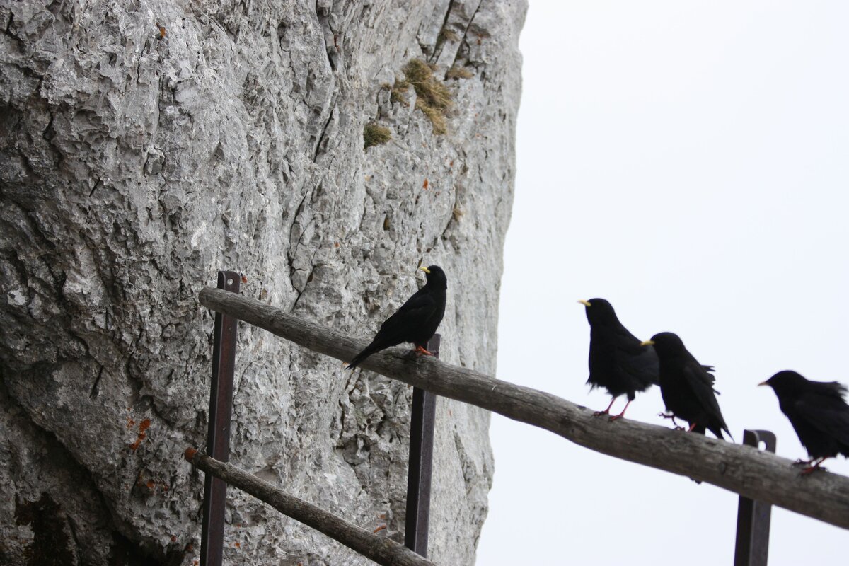 галки альпийские - ZNatasha - галки альпийские - ZNatasha -