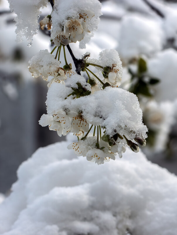 Черевишневые страдания - Валерий Басыров Черевишневые страдания - Валерий Басыров