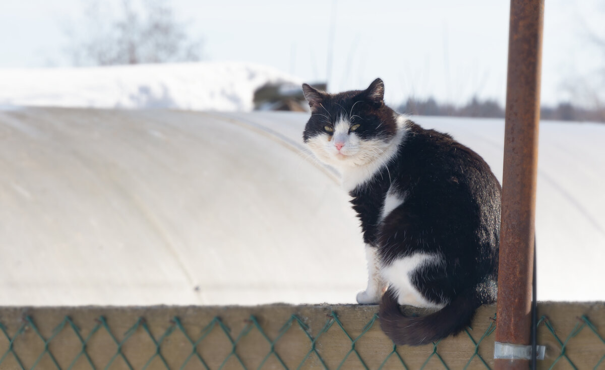 Сосед - Олег Малетин