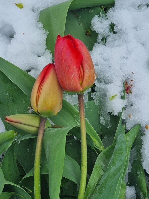 Мы обязательно расцветем, дорогая... - Наталья 