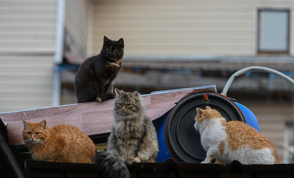 Мои питомцы - Вадим 