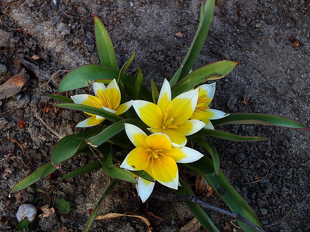 * - Зоя Мишина