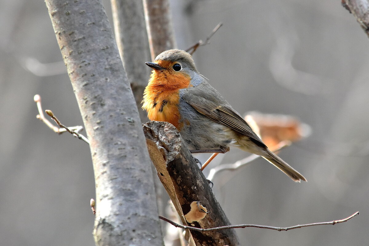 малиновка - Алексей . малиновка - Алексей .
