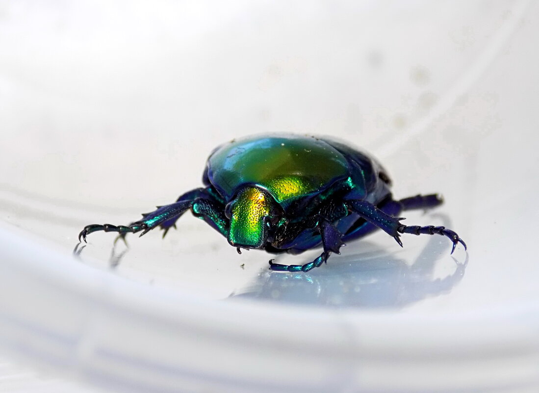 Бронзовка красивая, или кавказская - Константин Штарк