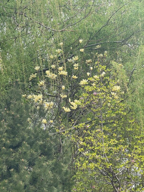 Весна в Китае - Ирэн 