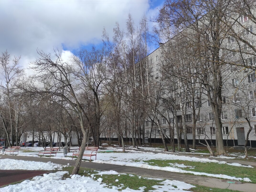 Берёзка с ветками-стволами - Игорь Ч. Берёзка с ветками-стволами - Игорь Ч.