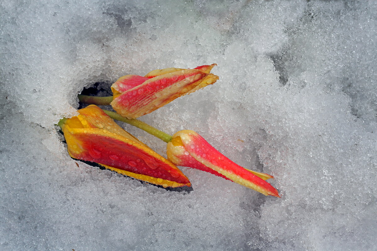 12 апреля в Музеоне - Михаил Бибичков