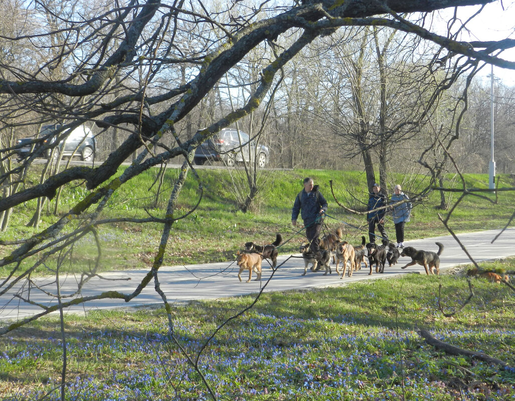 выгул собак - Лера 