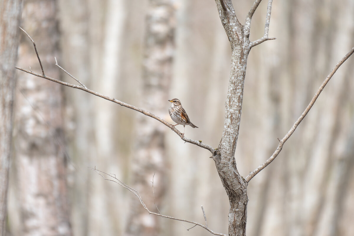 Когда сверхгармонично вписался в природный фон - Дарья Меркулова Когда сверхгармонично вписался в природный фон - Дарья Меркулова