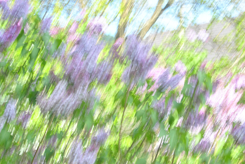 Сирень - Александр 