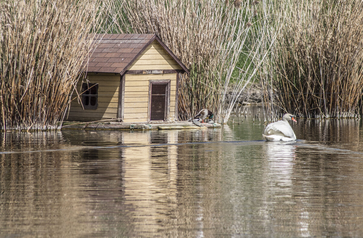 Жисть водоплавающих - Коля Лукашов Жисть водоплавающих - Коля Лукашов