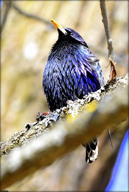 Скворец - певец весны ... - Сергей 