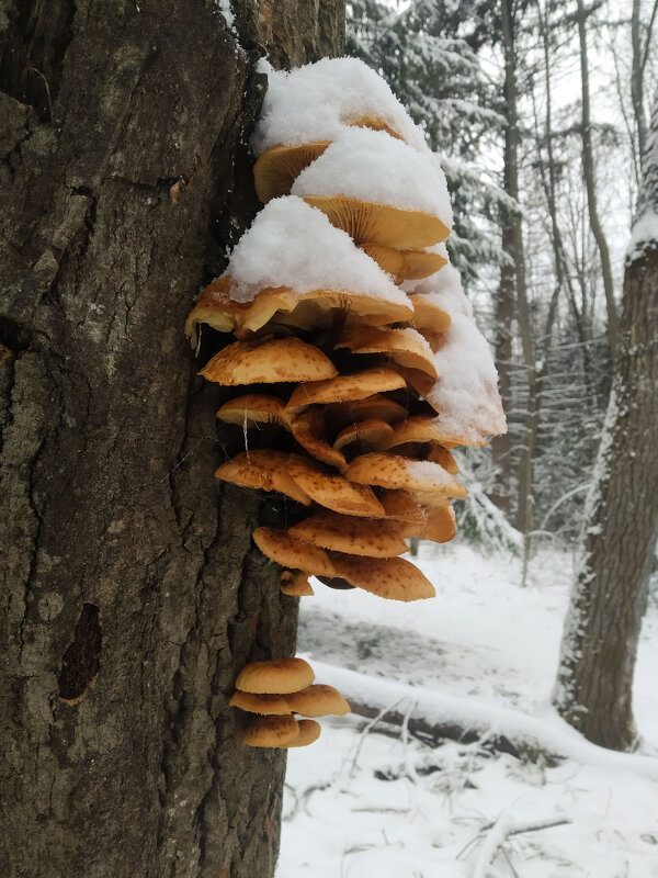 зимой - Павел Кошалеф