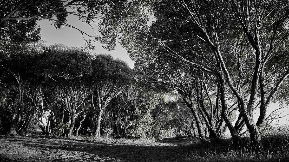 Лес - Василий Дворецкий