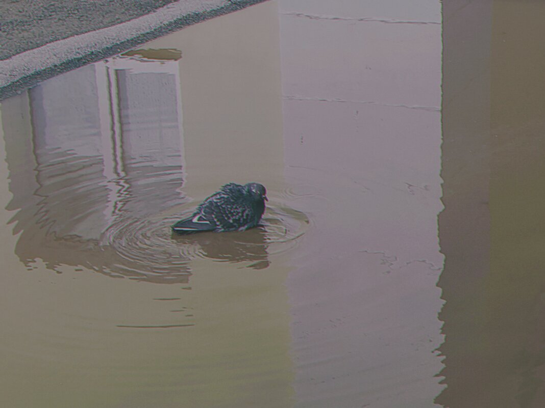 Голубиная ванна. - Игорь Солдаткин