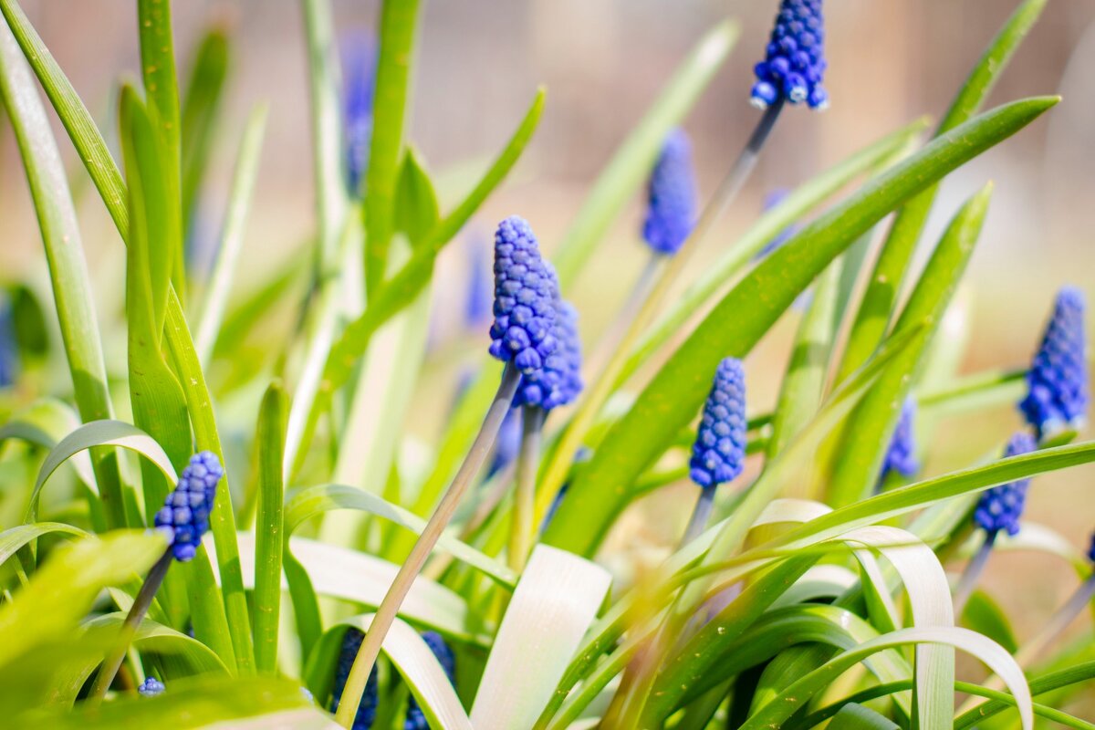 Дачный первоцвет - Тамара Федорова