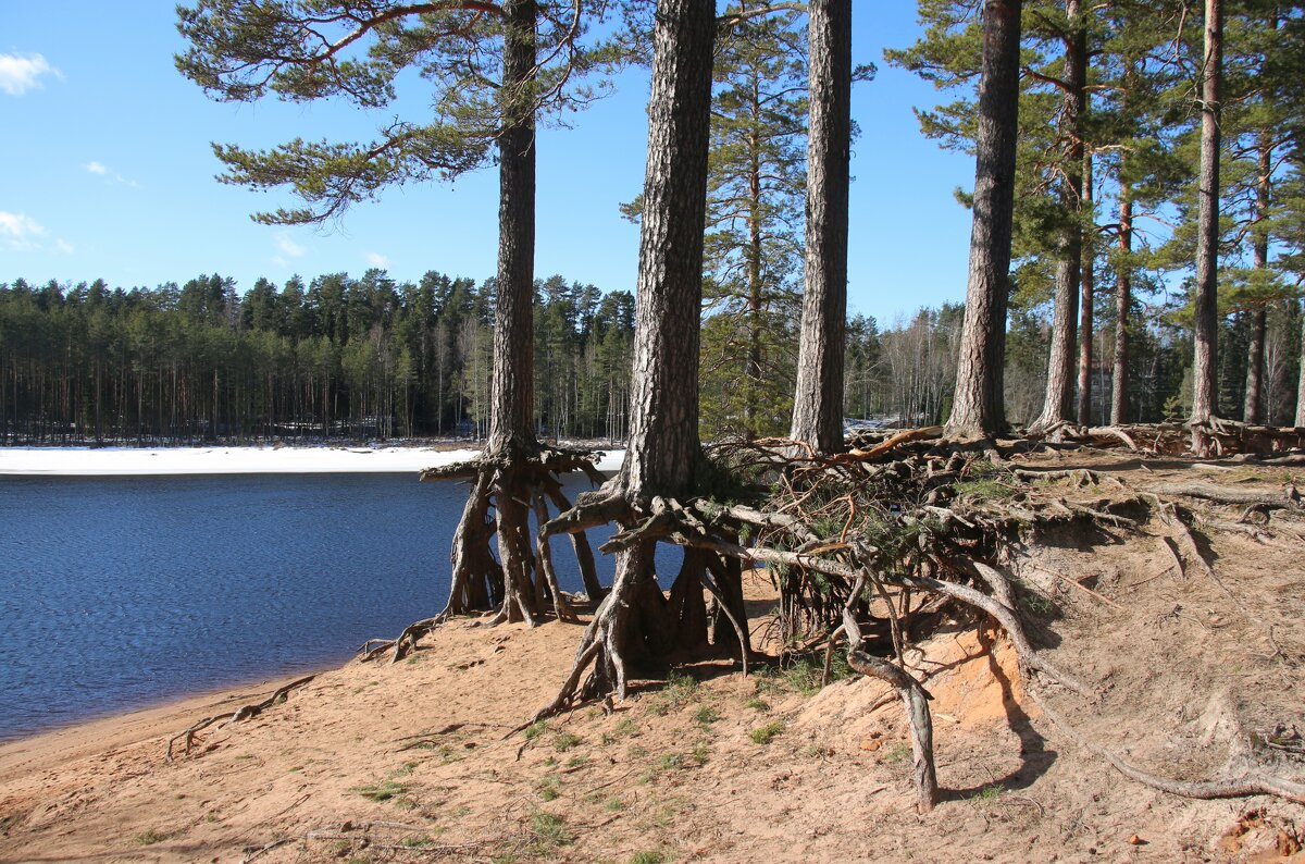 Сосны на пляже Шудибиль - Наталья Герасимова Сосны на пляже Шудибиль - Наталья Герасимова