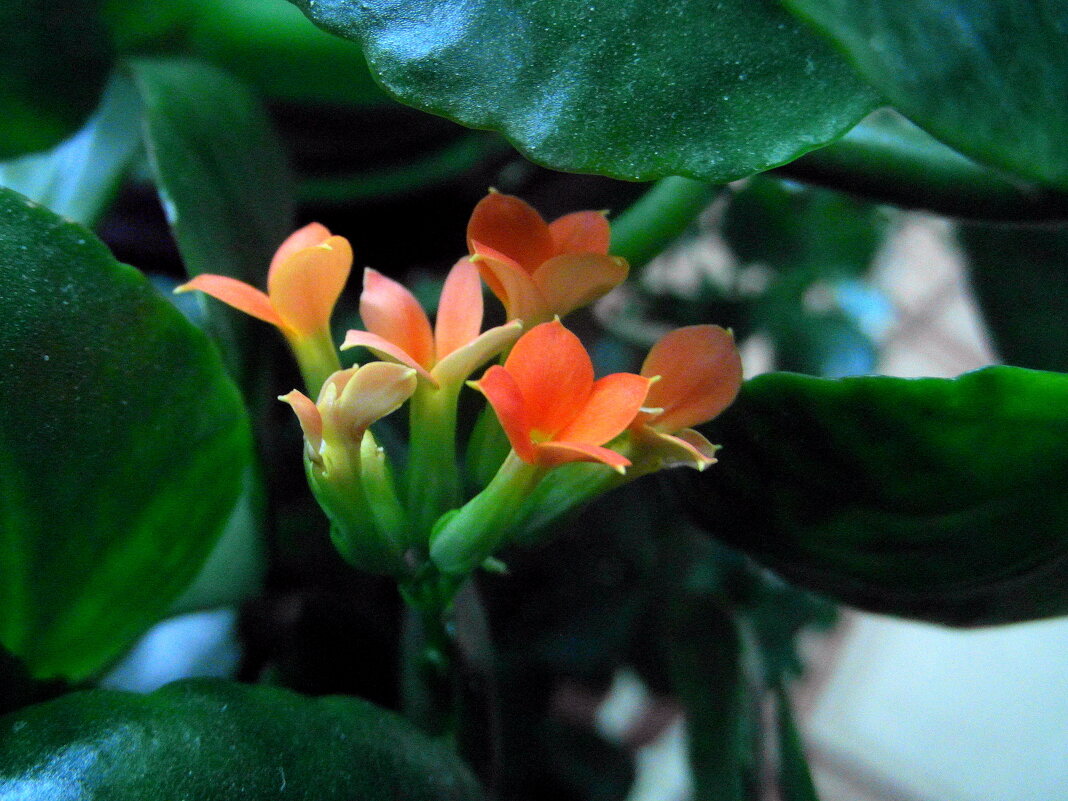 Каланхоэ. - nadyasilyuk Вознюк