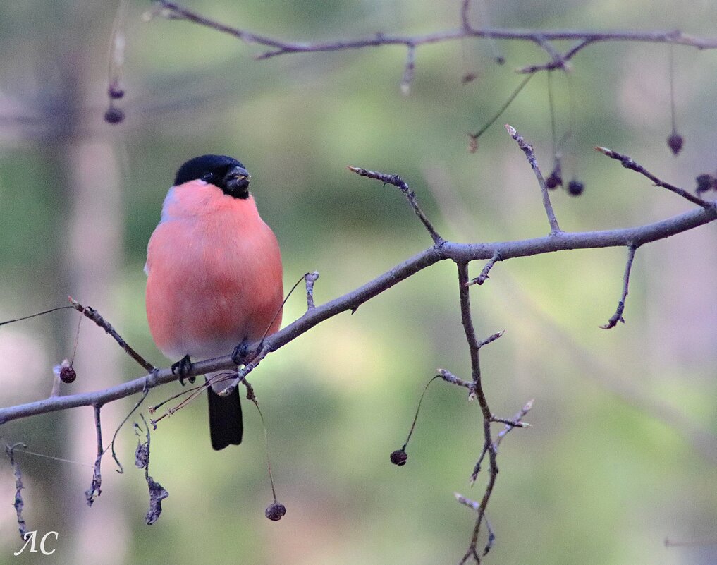 Запоздалые гости апреля. - Любовь Сахарова
