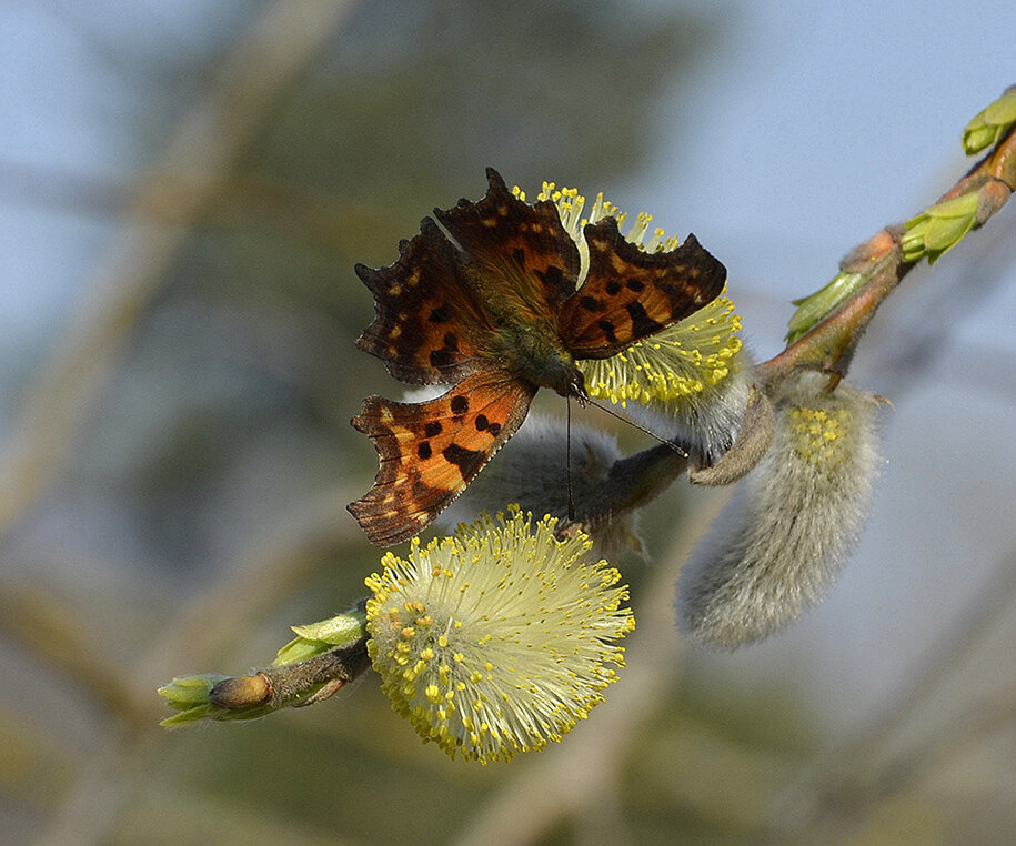 С Вербным Воскресеньем - Aleksandr Gal