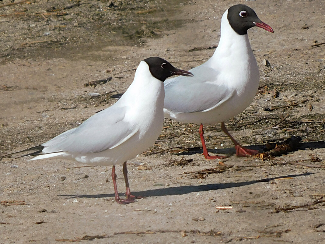 Озёрные чайки - Лина 