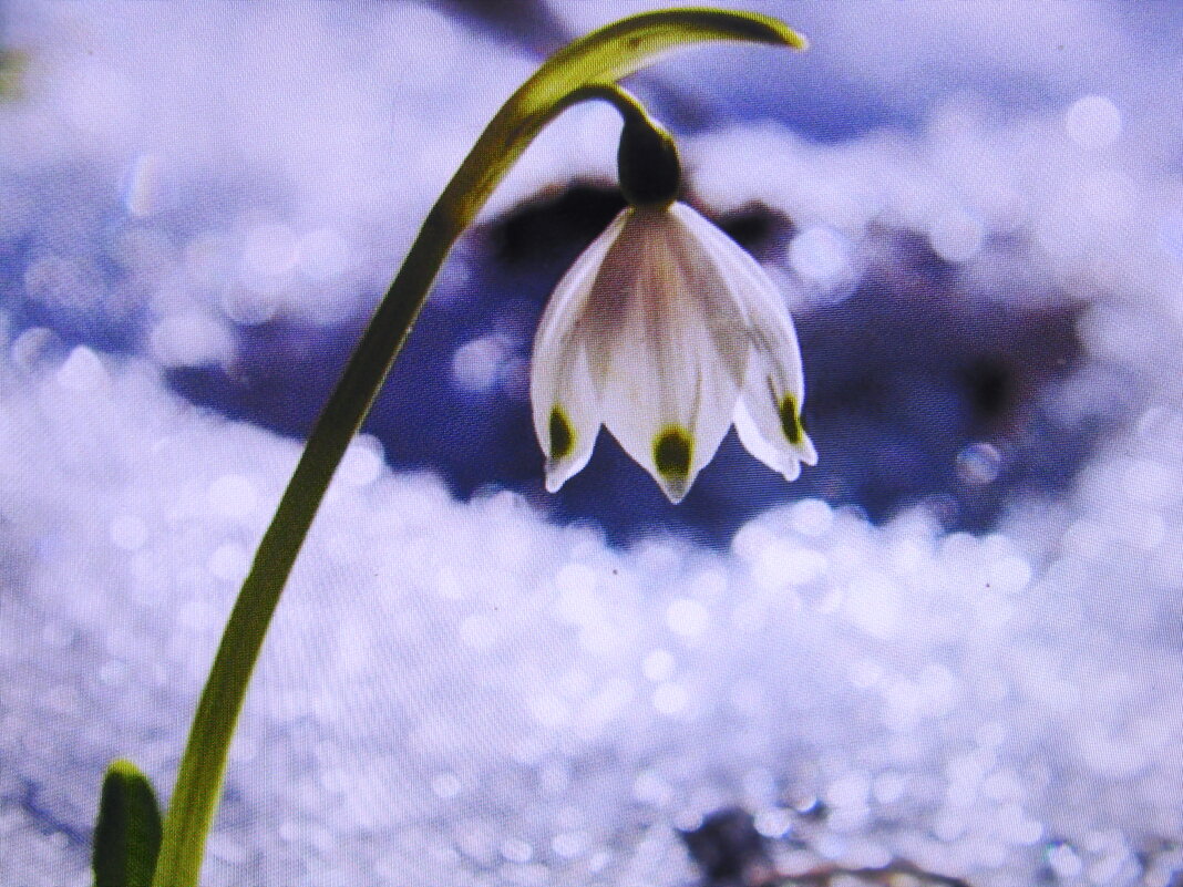 Стойкий красавчик - Людмила Смородинская Стойкий красавчик - Людмила Смородинская